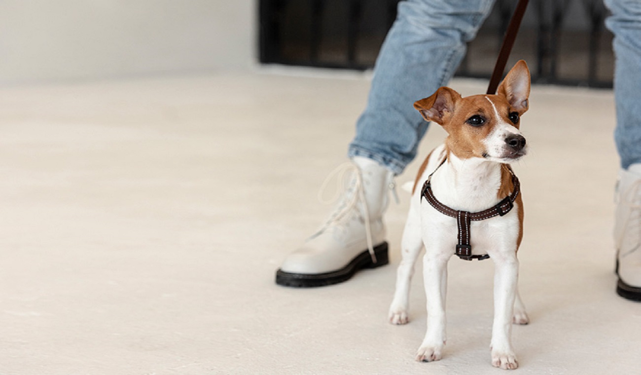 Köpeklerde Baskın Davranışları Kontrol Etmenin Etkili Yolları
