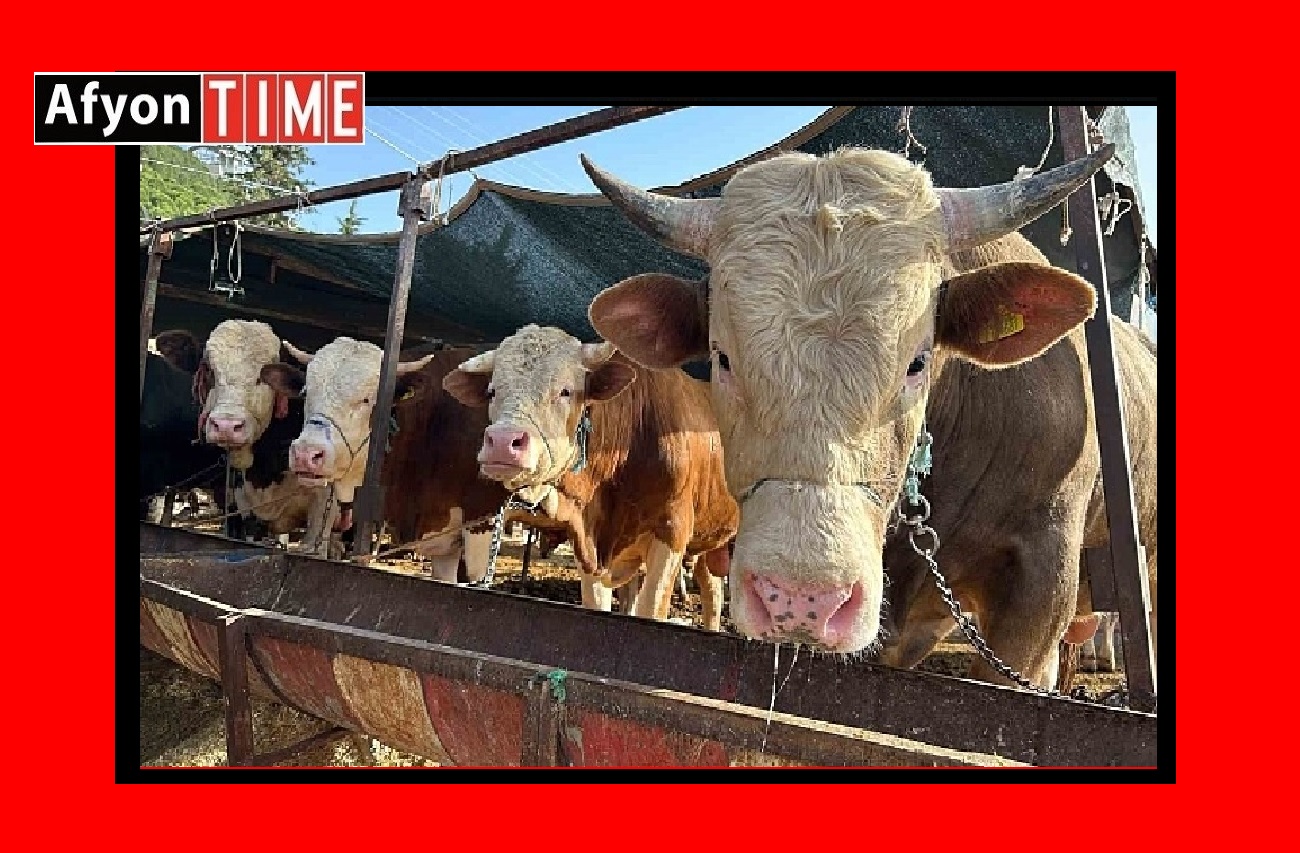 Kurban satış ve kesim yerleri  belirlendi