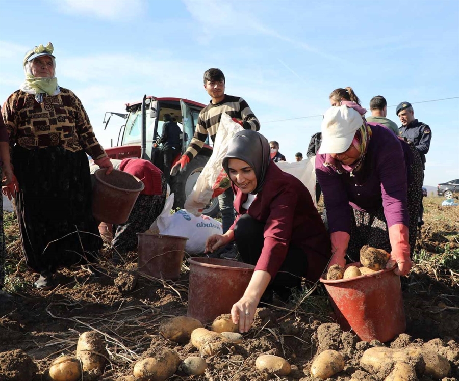 Vali Yiğitbaşı Şuhut İlçesinde Patates Hasadına Katıldı