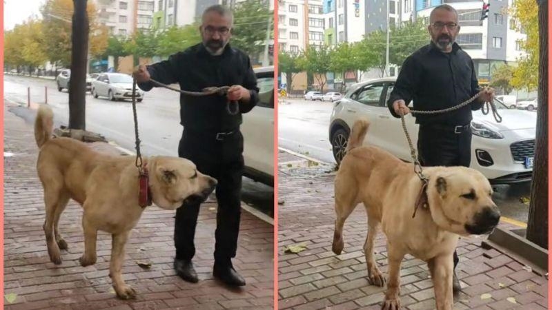 Devasa cüssesi şaşırtıyor