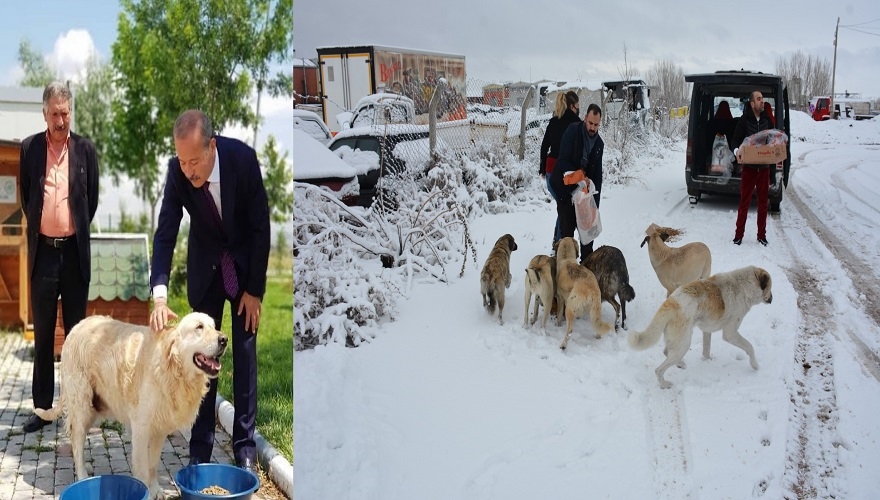 Taytak sokak hayvanlarını unutmadı