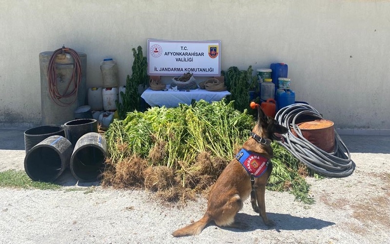 Jandarma uyuşturucu ve kenevir ele geçirdi