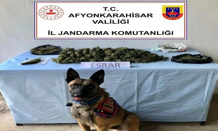 Jandarmadan başarılı esrar operasyonu