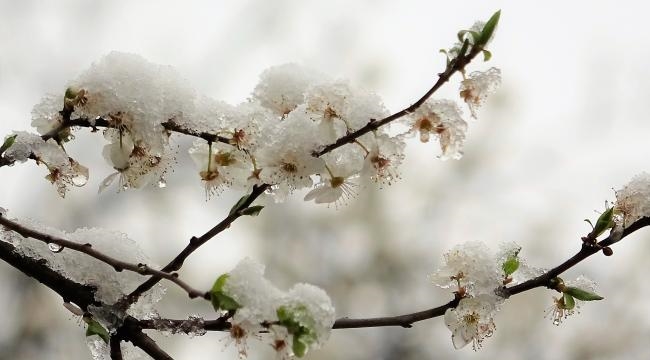 Çiçek açan ağaçlar kar altında kaldı