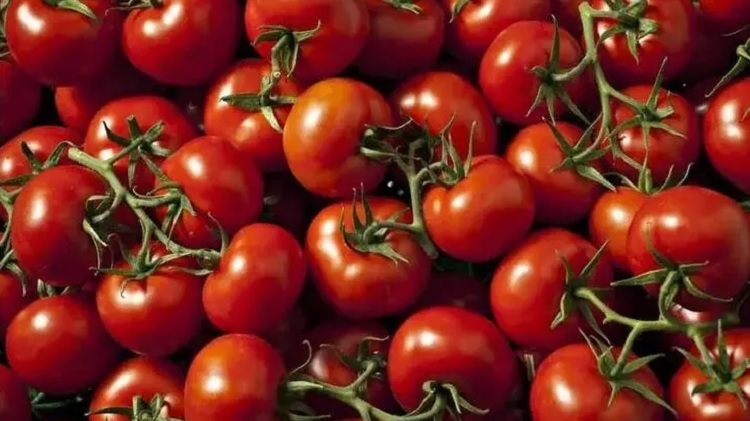 Rusya'ya 350 bin ton olan domates kotası 500 bin ton’a çıkarıldı