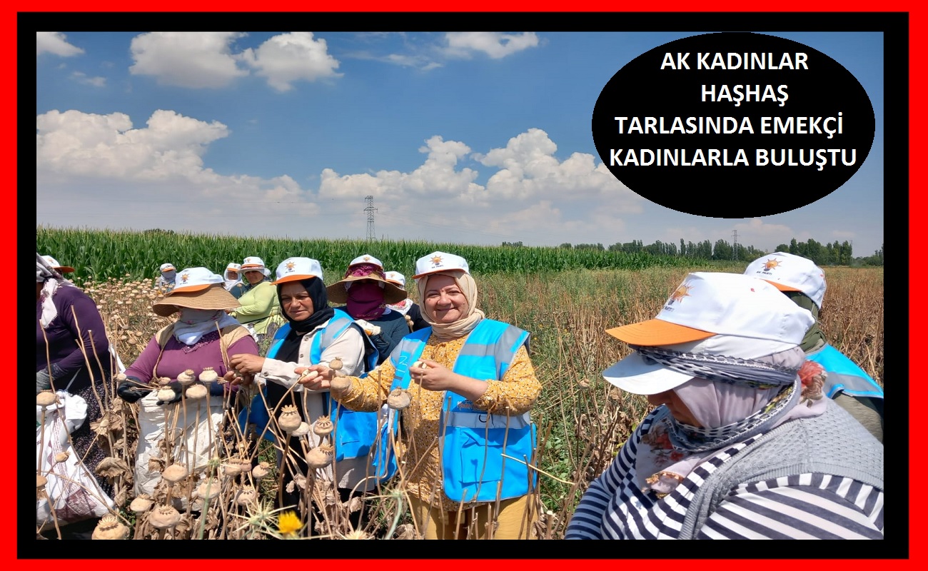 Ak Parli kadınlar haşhaş hasadında