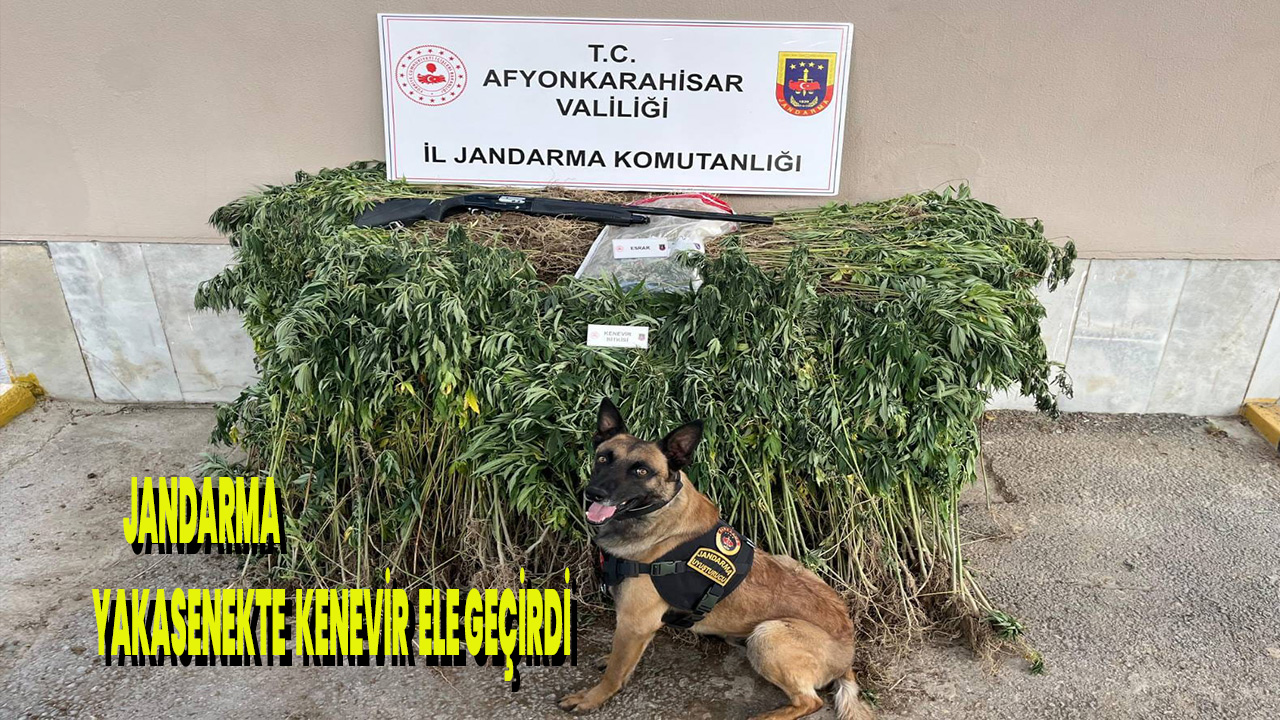 Jandarma Yakasenekte  binlerce kök kenevir ele geçirdi