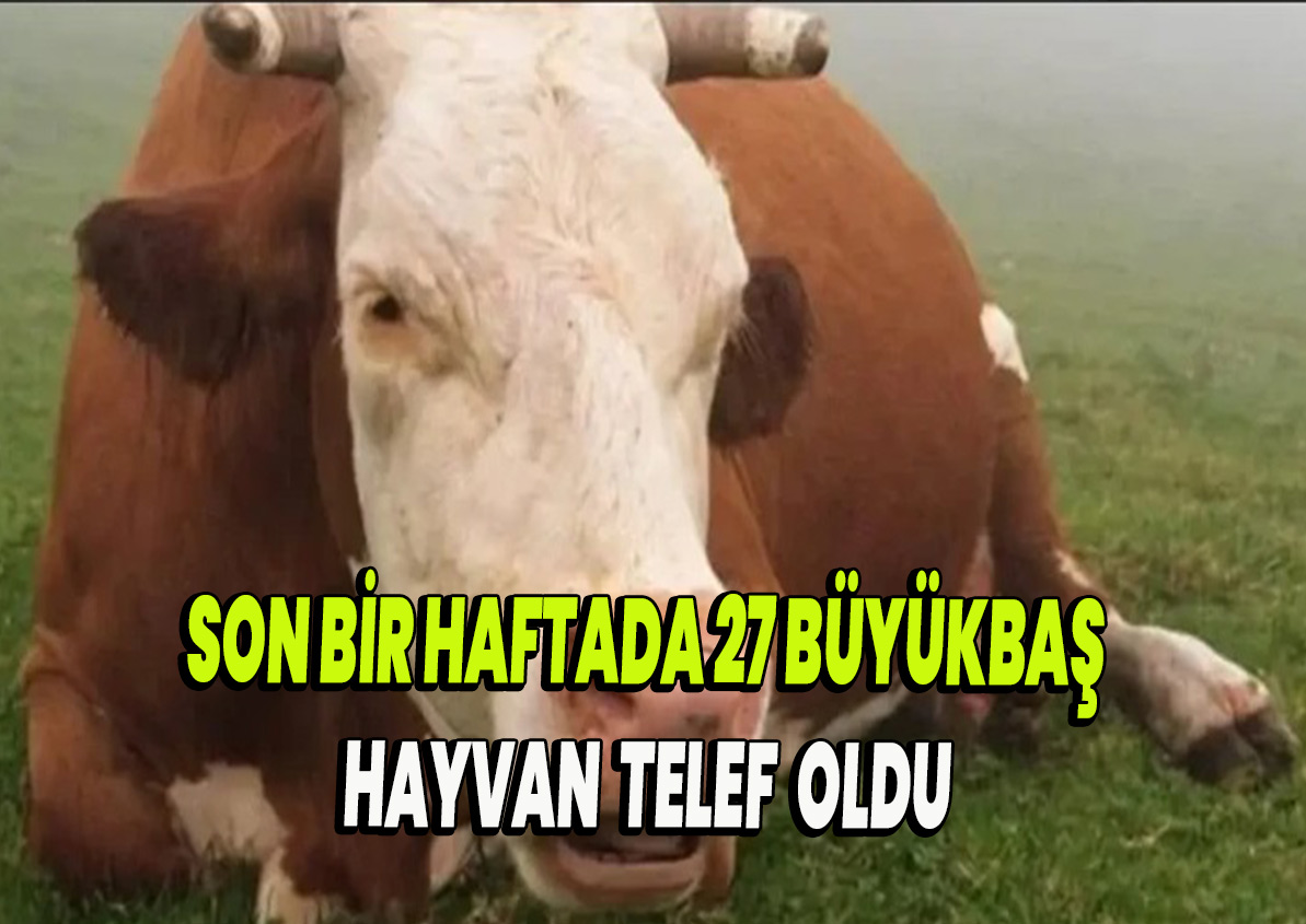 Şap  hastalığından 27 büyükbaş telef oldu