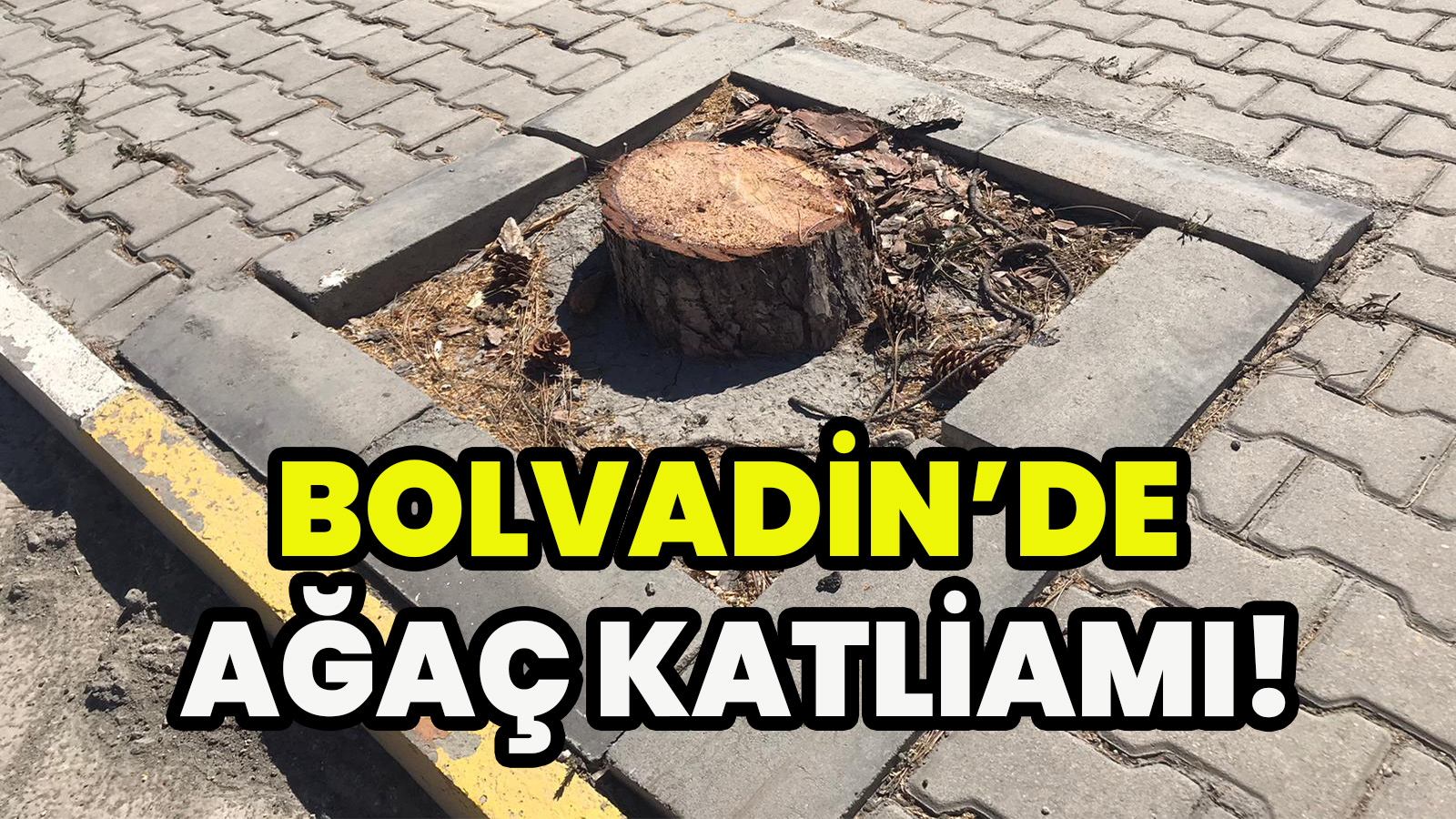 Bolvadin’de Ağaç Katliamı!