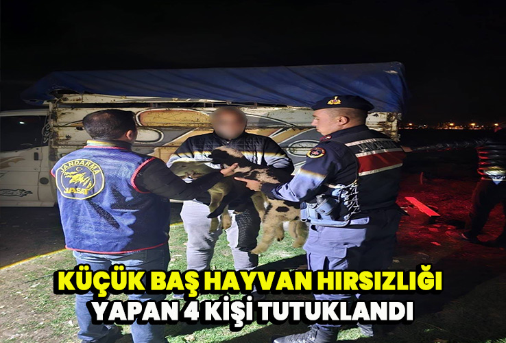 Küçük baş hayvan hırsızlığı yapan 4 kişi tutuklandı