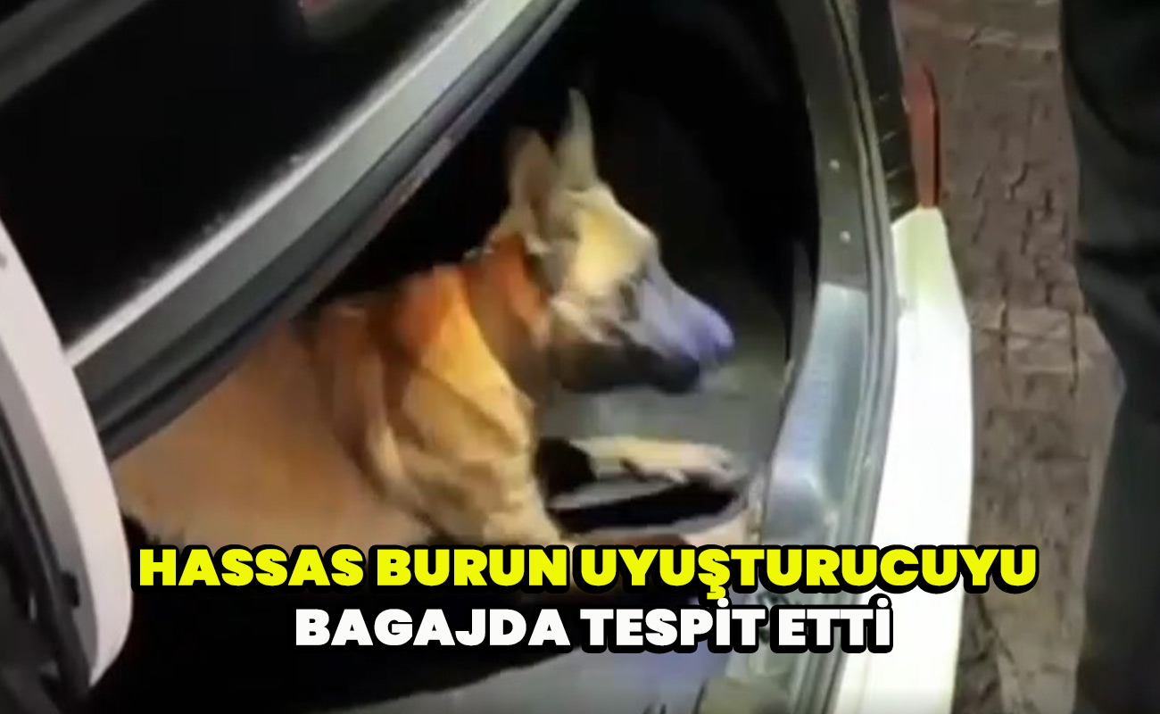 Hassas burun uyuşturucuyu bagajda tespit etti