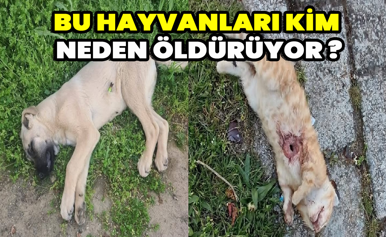 Bu hayvanları kim neden öldürüyor ?