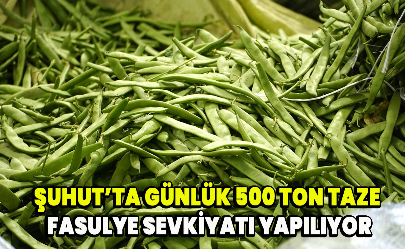 Şuhut’ta Günlük 500 Ton Taze Fasulye Sevkiyatı yapılıyor