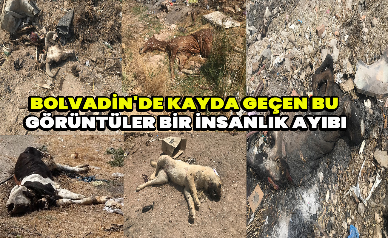 Bolvadin'de kayda geçen bu görüntüler bir insanlık ayıbı