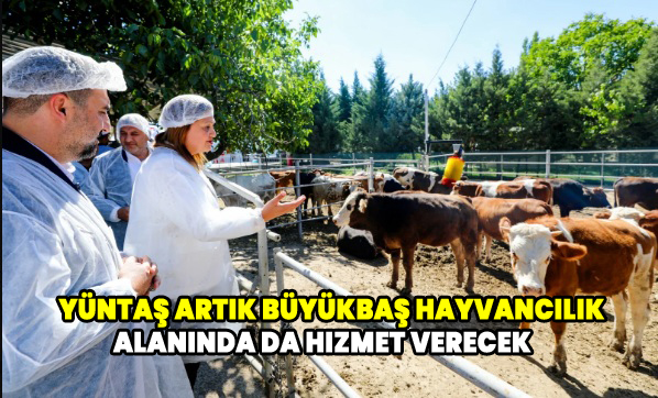 Yüntaş artık büyükbaş hayvancılık alanında da hizmet verecek