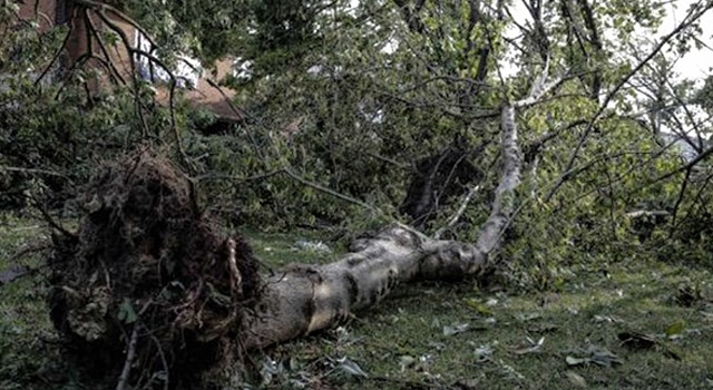 üzrlerine devrilen ağaç  bir kişiyi hayattan kopardı