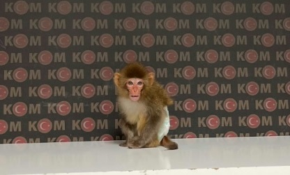 Emniyet Makak cinsi maymun ele geçirdi