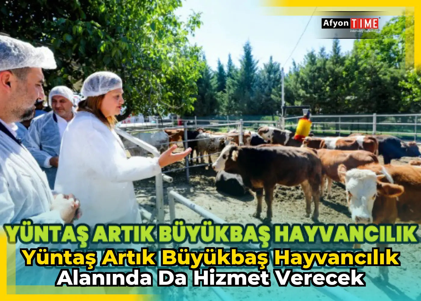 Yüntaş artık büyükbaş hayvancılık alanında da hizmet verecek